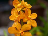 Ockerfarbene Orchideenrispe - Praslin